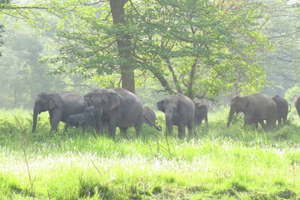 जंगली हात्ती पसेर उपद्रो मच्चाउँदा रातभर जाग्राम बस्न बाध्य गाउँले